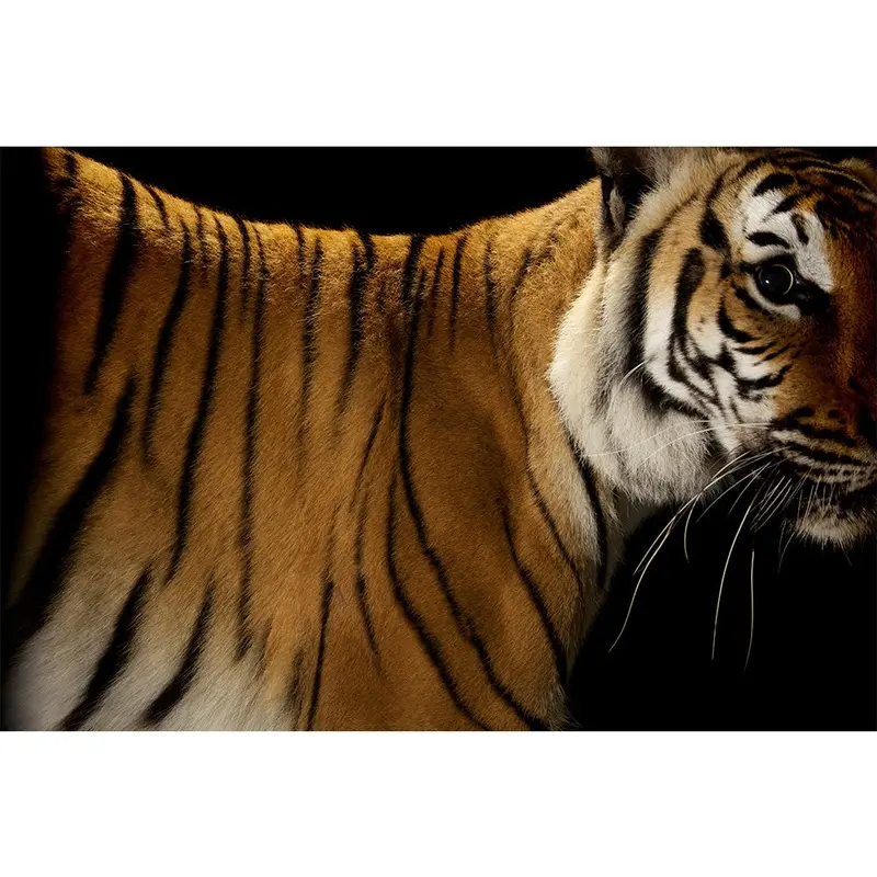 Vincent J. Musi Tiger 8.5x11 Limited Run Print