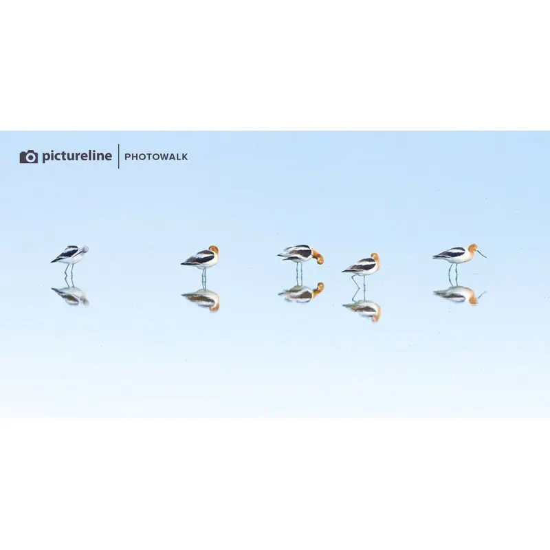 Bird Photography at Farmington Bay (Morning Session)  Saturday, Apr 29th 2023