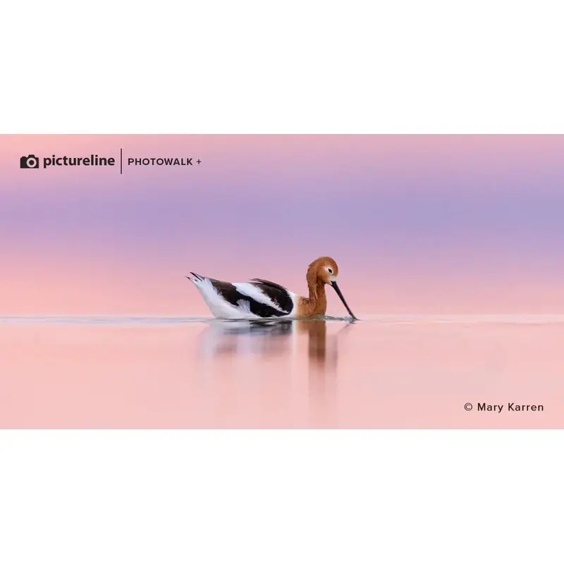 Bird Photography at Farmington Bay  April 27th, 2024 (evening session)