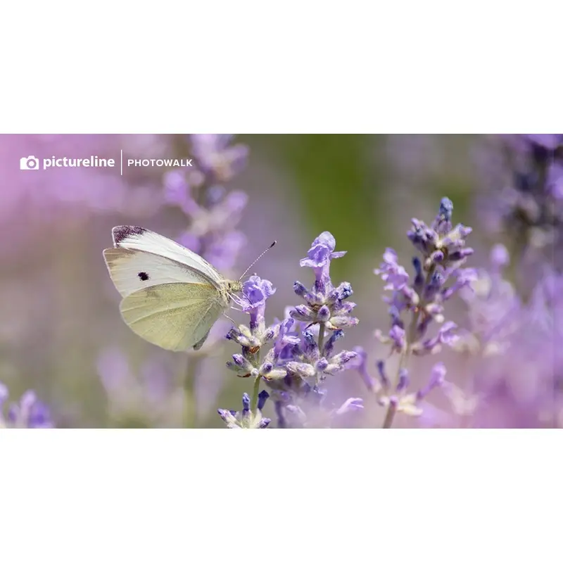 Macro Photography at Red Butte Garden  June 1st, 2024