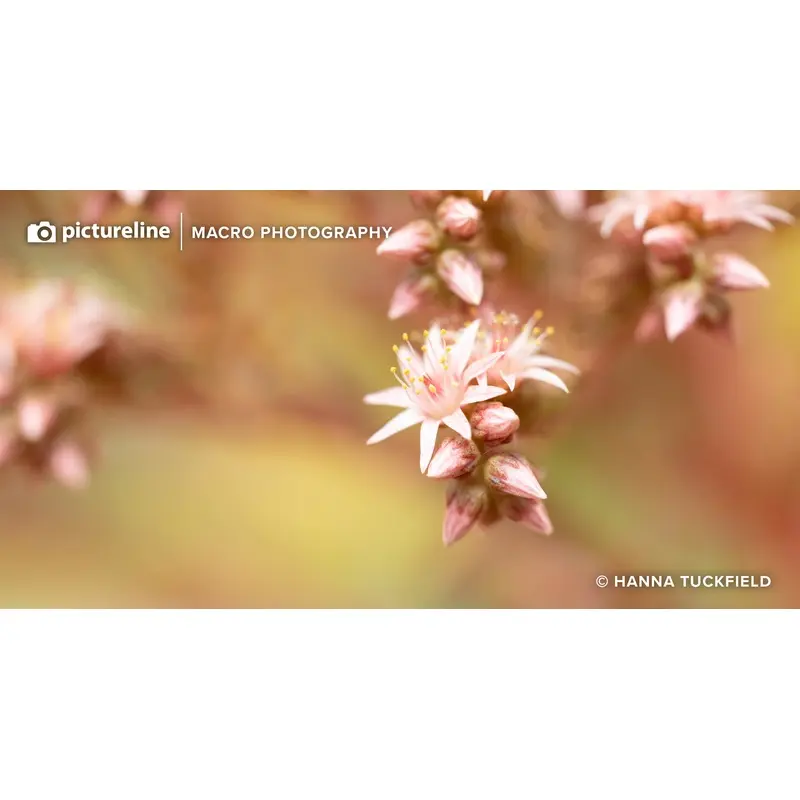 Intro to Macro Photography Saturday, May 3rd, 2025