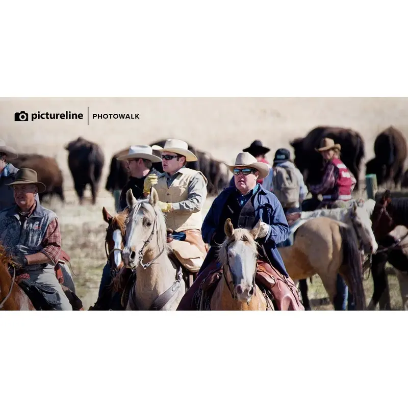 Bison Roundup at Antelope Island State Park  Oct. 30, 2021