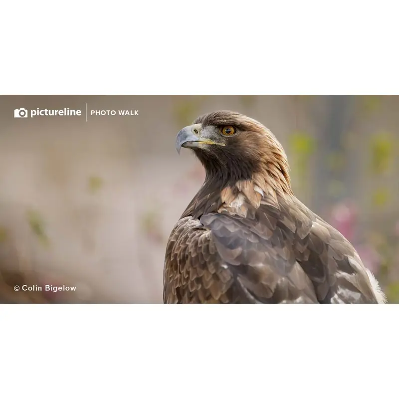 Bird Photography at Farmington Bay  April 23rd