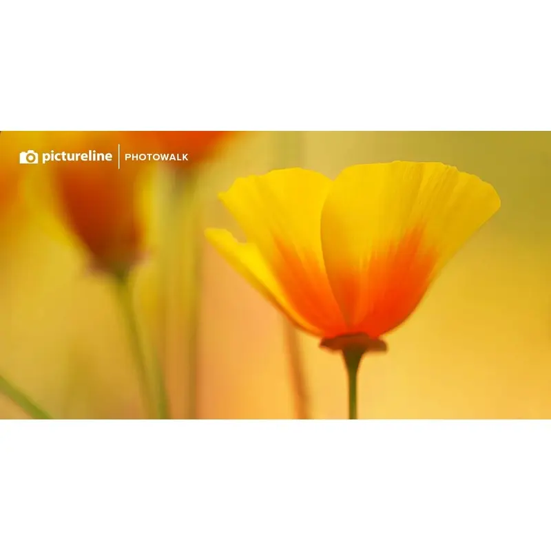 Macro Photography at Red Butte Garden  June 4th