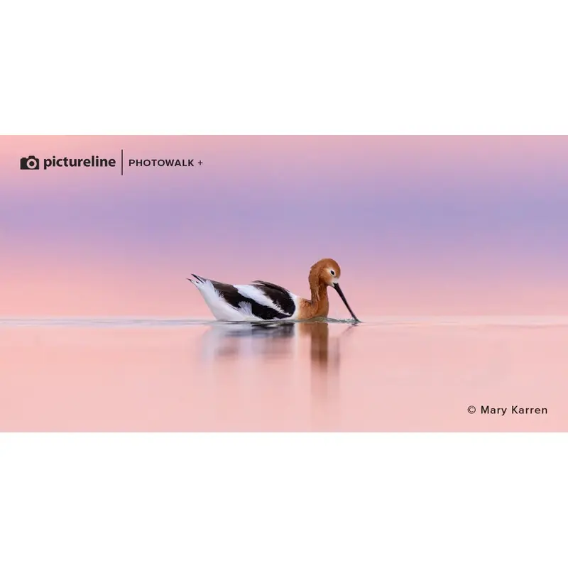 Bird Photography at Farmington Bay  Saturday, Apr 29th 2023