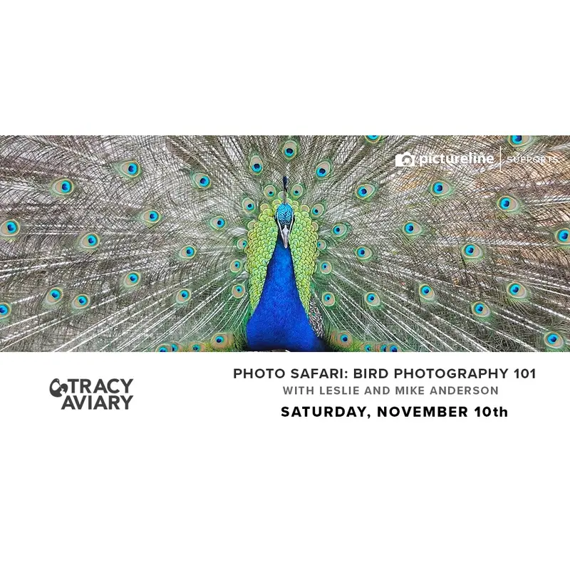 Photo Safari: Bird Photography 101 (November 10th, Saturday)